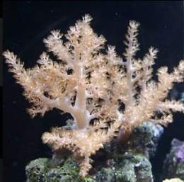 CoralesBlandos capnella 1.jpg