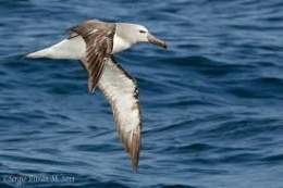 Albatros de frente blanca.jpg