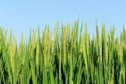 Cultivo-de-arroz.jpg