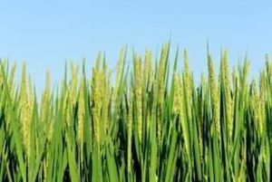 Cultivo-de-arroz.jpg