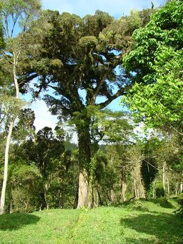 Ficus clusiifolia.jpg