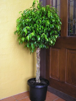 Ficus12.jpeg