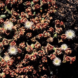 Mesembryanthemum crystallinum.JPG