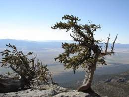 Pinus longaeva.jpg