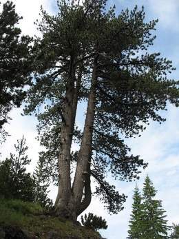 Pinus heldreichii.jpg