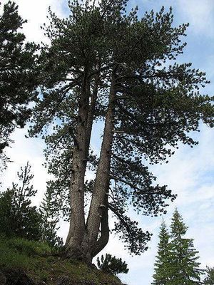 Pinus heldreichii.jpg
