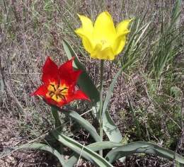Tulipa gesneriana.jpg