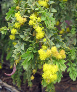 A017B01C02 Acacia cultriformis.jpg