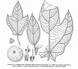 Ficus brunneoaurata ilustracion.jpg