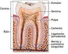 Esmalte-dental (Small).jpg