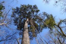Pinus glabra.jpg