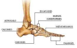 Huesos del pie.jpg