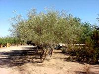 Acacia coriacea.jpg