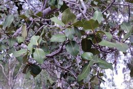 Ficus cerasicarpa.jpg