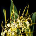 36928-orchidee-brassia-eternal-wind-2-tiges-2.jpg