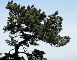 Pinus muricata.jpg
