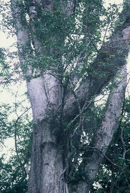Ficus mucuso.jpg