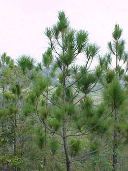 Pinus tropicalis two.jpg