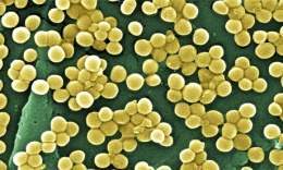 Staphylococcus aureus1.jpg