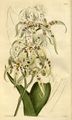 800px-Brassia maculata - Curtis' 41 pl. 1691 (1815).jpg