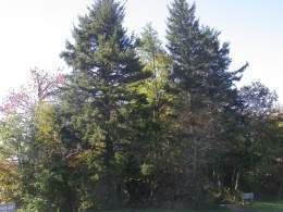Picea rubens.jpg