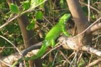 Palo verde national park green iguana.jpg