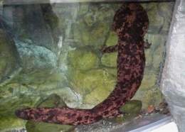 Salamandra japonesa.jpg