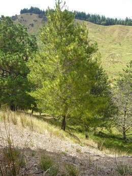 Pinus greggii.jpg