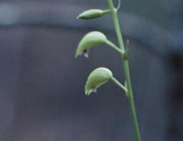 Basiphyllea carabiaiana.JPG