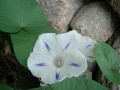 Ipomoea purpurea flor 5.JPG