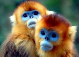 Monos-de-cara-azul.jpg