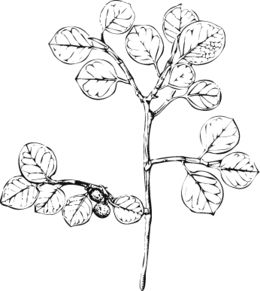 Ficus humbertii.jpg