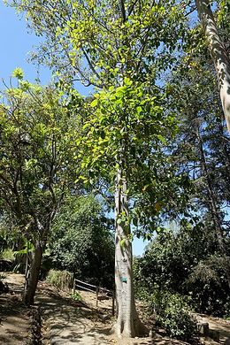 Ficus drupacea.jpg