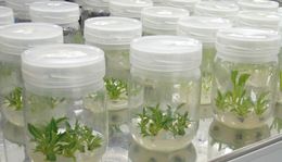 Cultivo-vitro-plantas.jpg