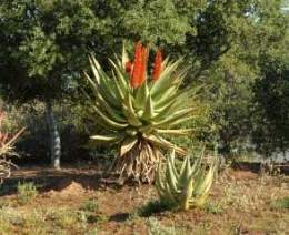 Aloe-ferox-flor.jpg