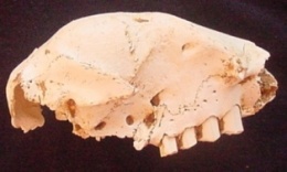 Cráneo de Neocnus gliriformis.JPG