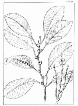Ficus callophylla.jpg