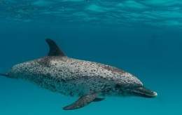 Delfin manchado.jpg