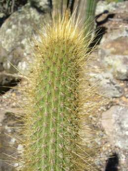 Cleistocactus buchtienii.jpg