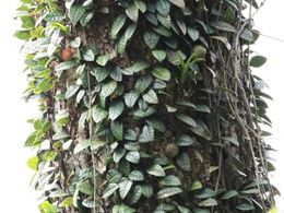 Ficus cavernicola.jpg