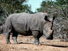 Rhinoceronte111.jpg