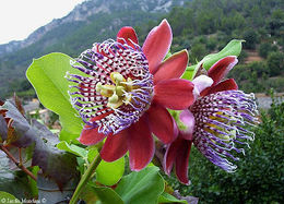 Atcl Passiflora alata.jpg