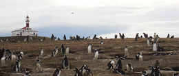 Los-pinguinos.jpg