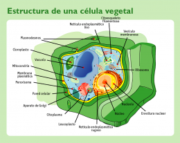 Celula vegetal.png
