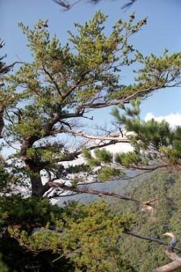 Pinus amamiana.jpg