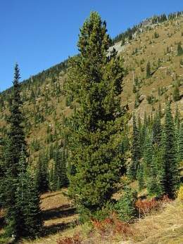 Pinus albicaulis.jpg
