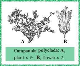 Campanula polyclada.jpg