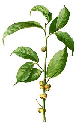 Ficus heteropleura.jpg