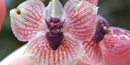 Orquidea- telipogon-diabolicus.jpg