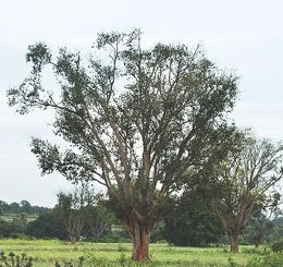 Ficus amplissima.jpg